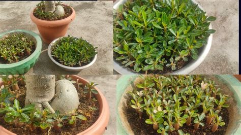 Adenium Seedling Three Month Update And Differences Youtube