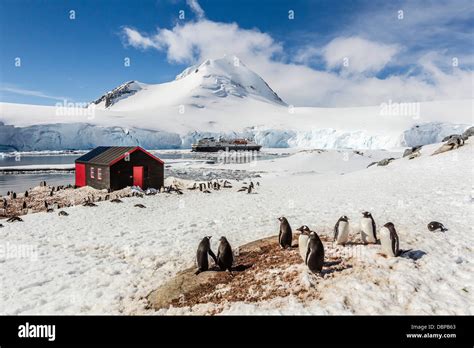 Gentoo Penguins Pygoscelis Papua Surround The Buildings At Port