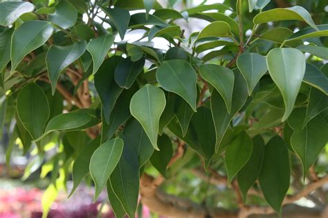 Ficus Benjamina Exotica Zz Warner Companies Inc