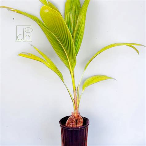 Coconut plant | ChennaiPlantNursery