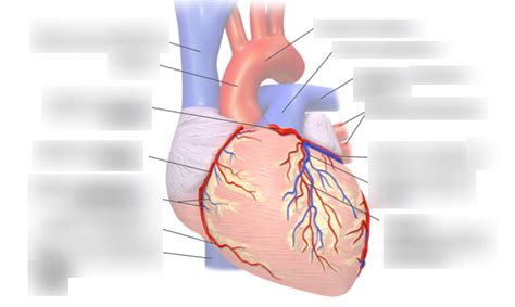 Syst Cardio Art Res Et Veines Du Coeur Diagram Quizlet