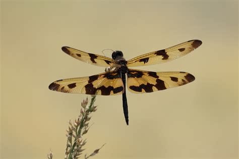 Common Picture Wing Dragonflies And Damselflies Of Kerala INaturalist