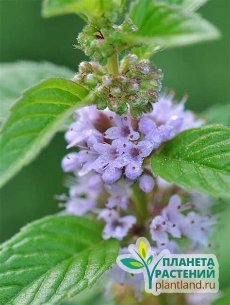 Как Выглядит Мята Фото – Telegraph