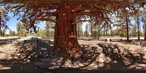 360° view of Ancient juniper [3] - Alamy