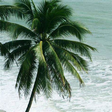 tam quan hoai nhon binh dinh