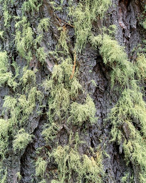 Moss On Spruce Tree Wild Basin Rocky Mountain National Park Co