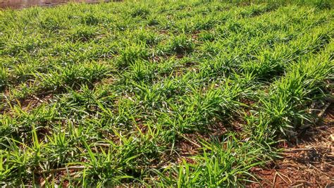 Quais S O Os Tipos De Braqui Ria E Como Fazer O Manejo Da Planta