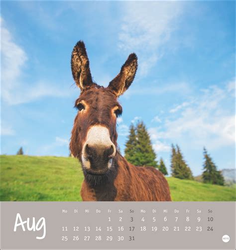 Kalender Esel Postkartenkalender Online Kaufen