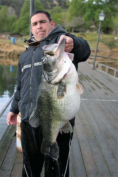 The Biggest Bass Ever Caught What Is The World Record Premier Angler