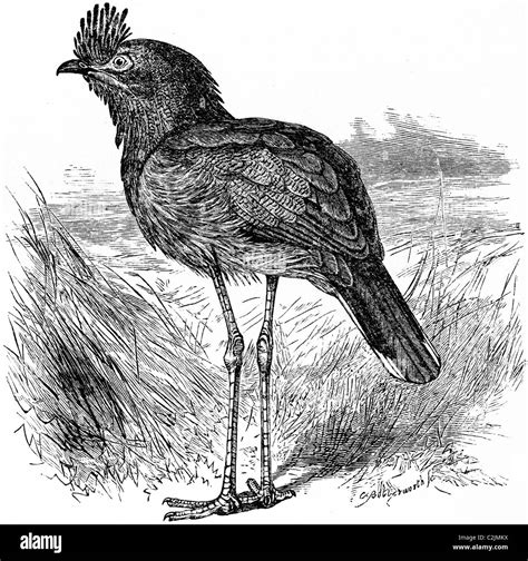 19th Century Book Illustration Taken From 9th Edition 1875 Of