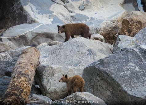 Yosemite Bears - The Danger is Overhyped | Yosemite Park Photos