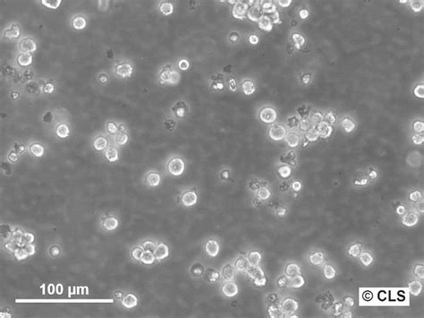 THP 1 Cells Leukemia CLS