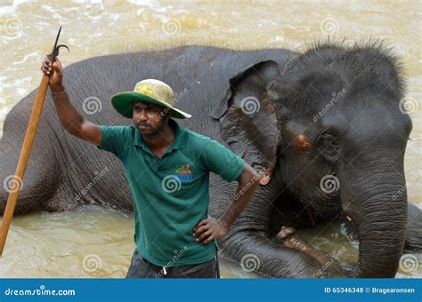 Bathing An Elephant At Pinnawala Elephant Orphanage Sri Lanka