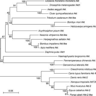 The Phylogenetic Tree Based On The Amino Acid Sequence Of Fcakt And Akt