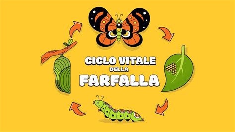 Ciclo Vitale Della Farfalla Video Per Bambini Con Link Attivit In