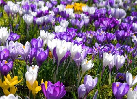 Saffron Seeds,Saffron Flower Seeds,Saffron Crocus Seeds – 100 pcs/pack – GreenSeedGarden