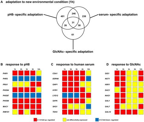 Shift Specific Gene Expression Patterns In Candida Albicans Hyphae A