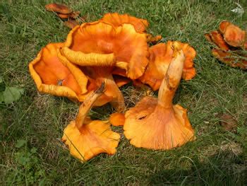 Types Of Orange Mushrooms With Pictures Identification Guide