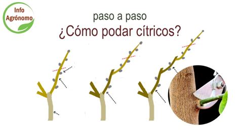 Gu A Completa Sobre C Mo Y Cu Ndo Podar Un Limonero Para Asegurar Su