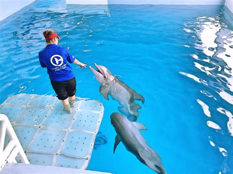 Dolphin Tale Wallpaper