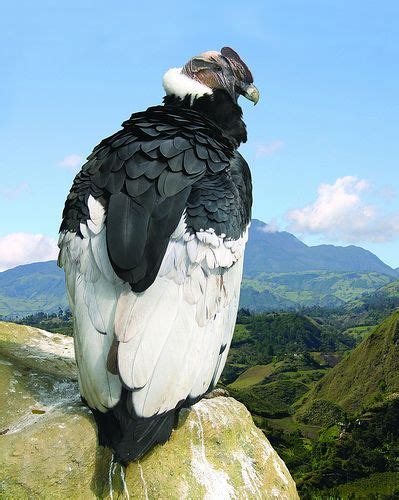 COLOMBIA TIERRA QUERIDA: CONDOR - AVE NACIONAL | Condor de los andes ...