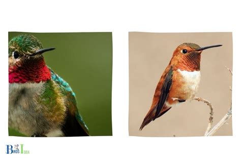 Rufous Hummingbird Vs Ruby Throated