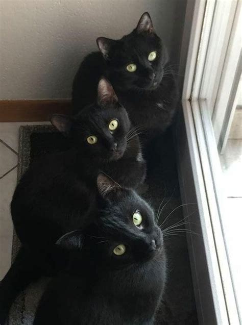 40 Wholesome Pics Of Black Cats To Show They Have Nothing To Do With Bad Luck Artofit