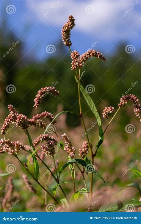 Colorful Persicaria Longiseta A Species Of Flowering Plant In The