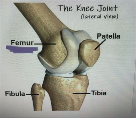 Boney Structures Of The Knee Flashcards Quizlet