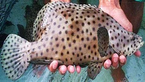 15 Jenis Ikan Air Payau Yang Bisa Dikonsumsi Kamu Harus Tahu