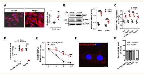 Figure From Circular Rna Circrna Aggravates Cardiac