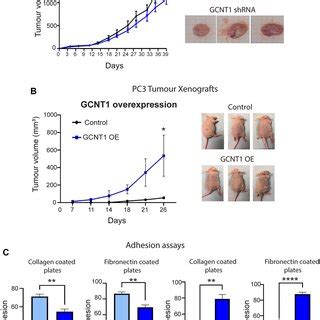 Gcnt Promotes Prostate Tumour Growth In Vivo A Knockdown Of Gcnt