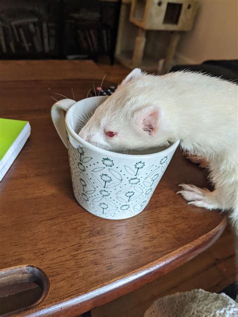 Ferrets Playing In Water