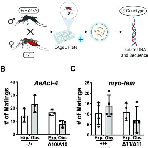 Mating Competitiveness Of Male Ae Aegypti Deficient In Aeact 4 Or