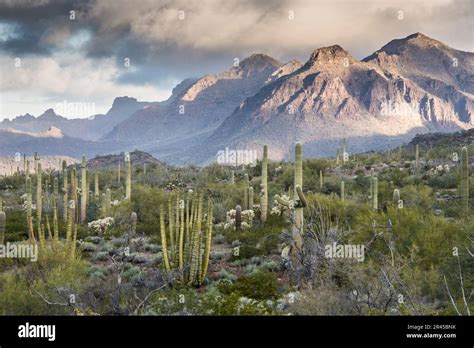 Scenic Landscape Of Sonoran Desert With Saguaro Cactus Organ Pipe