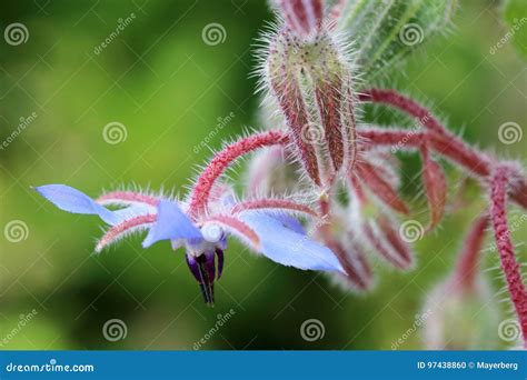 Los Officinalis Comestibles Del Borago De La Flor Foto De Archivo