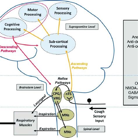 Cough Pathway