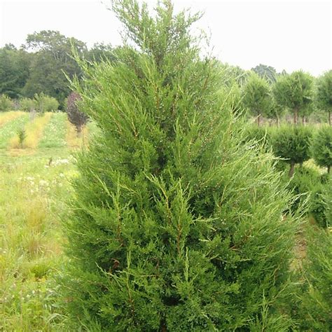 Juniperus Chinensis Hetzii Columnaris Horsford Gardens And Nursery