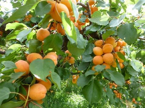 Alberi Da Frutto Alberi Da Frutto Coltivare Albero Frutto