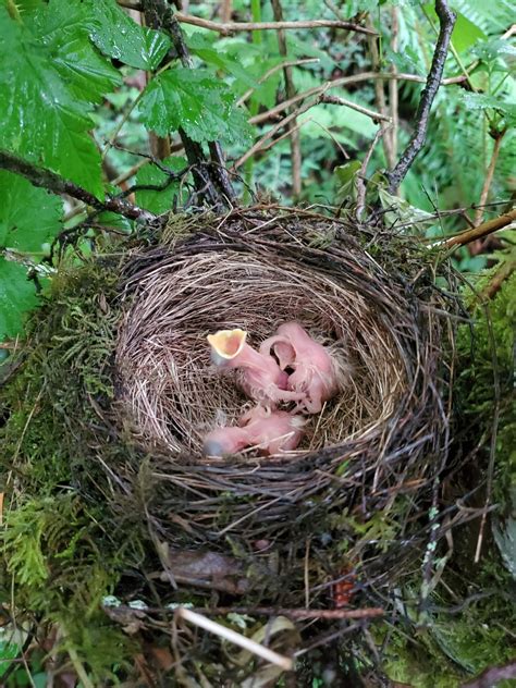 How To Humanely Handle Bird Nests Animalkind