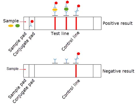 A Protocol For The Optimization Of Lateral Flow Immunoassay Strip