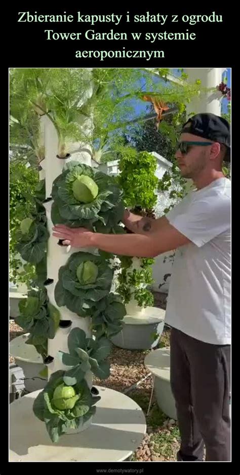 Zbieranie Kapusty I Sa Aty Z Ogrodu Tower Garden W Systemie