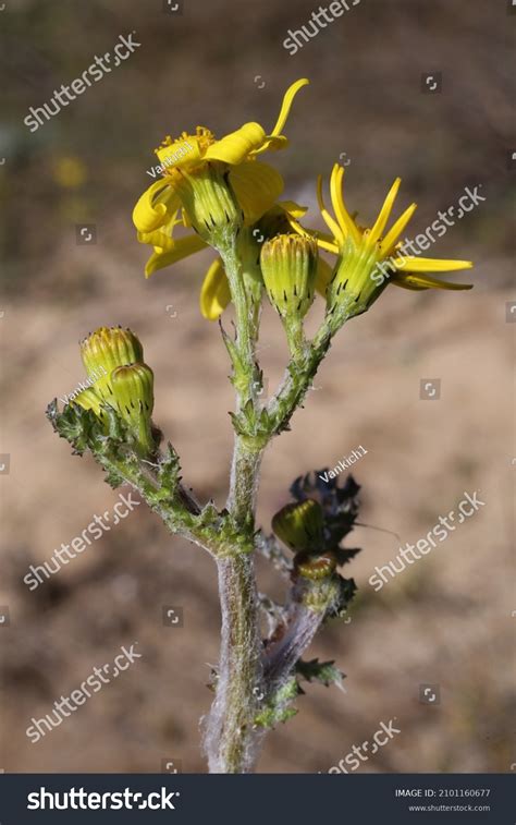 Senecio Leucanthemifolius Subsp Vernalis Senecio Vernalis Stock Photo