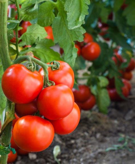 Plantar tomates Cómo y cuándo cultivar tomates en tu huerto