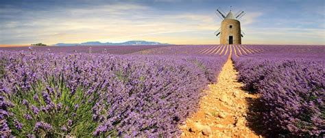 Sault Lavender Fields Half Day Guided Tour From Avignon Kkday