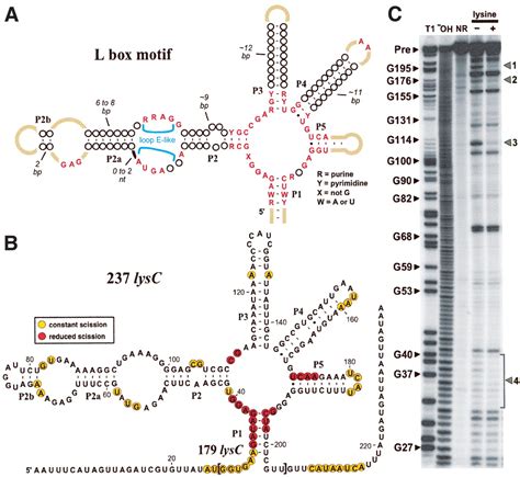 Bacterial Mrna Structure Diagram Bacterial Mrna Structure