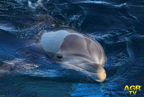 Aprile Giornata Mondiale Dei Delfini Avvistamenti Di Cetacei