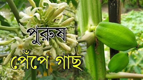 মহিলা ও পুরুষ পেঁপে গাছ চেনার উপায় Youtube