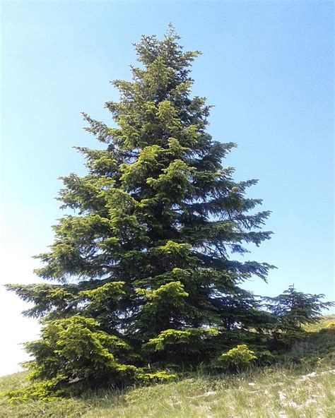 Abies «abeto» - Id Plantae