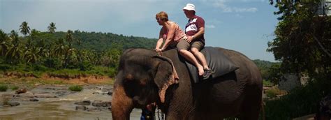 Elephant Safari Grand Gangula Dambulla